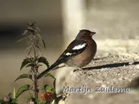 Zuidelijk vink [Fringilla coelebs sarda]
